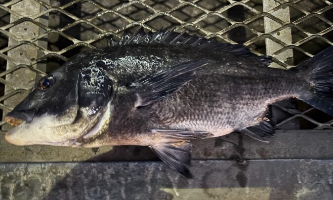 2024年12月22日に大黒海釣り施設で釣り上げた2枚目のクロダイ