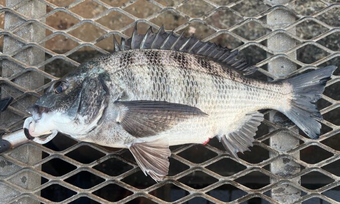 2024年12月28日に大黒海釣り施設で釣り上げたクロダイ