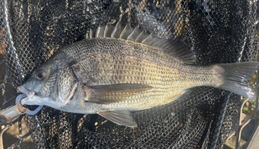 【クロダイ釣行記】2025年8月31日大黒海釣り施設