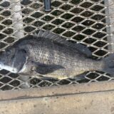 2025年9月13日に大黒海釣り施設で釣れた1枚目の黒鯛