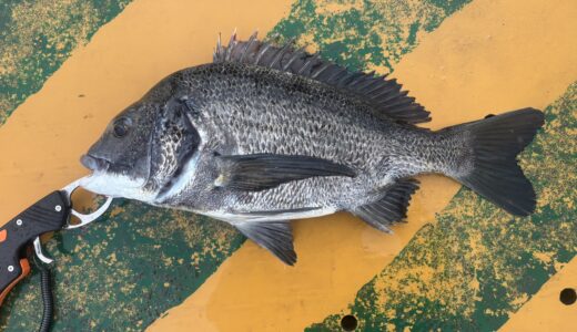 【クロダイ釣行記】2025年10月11日大黒海釣り施設