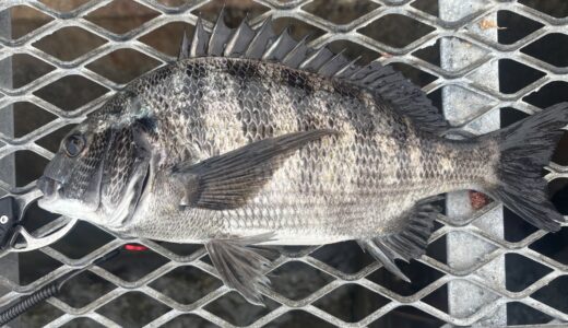 【クロダイ釣行記】2025年10月13日大黒海釣り施設