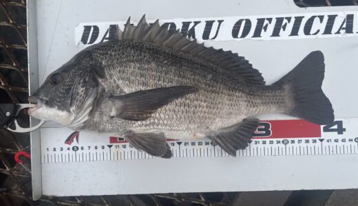 【クロダイ釣行記】2025年10月26日大黒海釣り施設