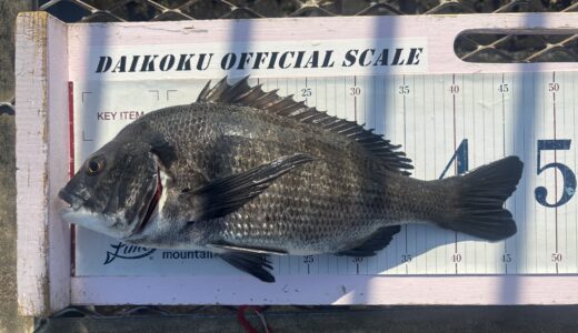 【クロダイ釣行記】2025年11月15日大黒海釣り施設