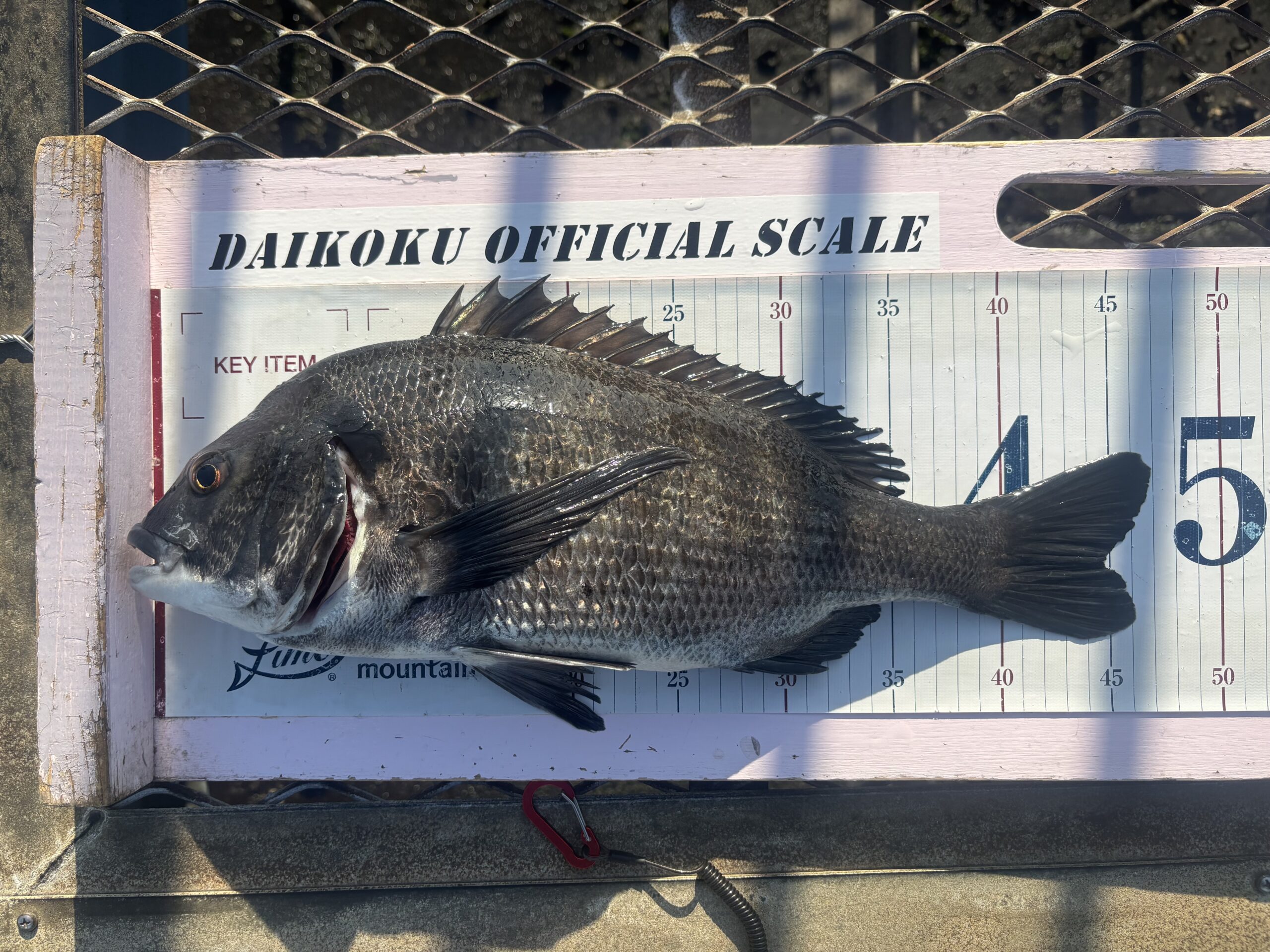 クロダイ釣行記】2025年11月15日大黒海釣り施設 | 大黒海釣り施設攻略ナビ