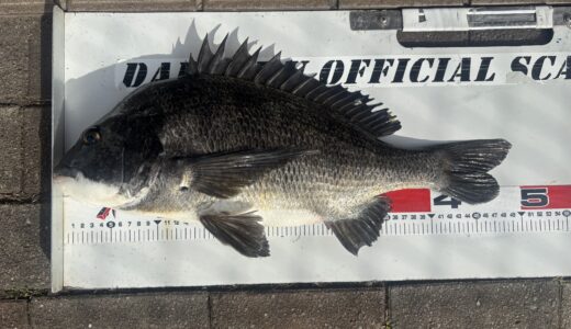 【クロダイ釣行記】2025年11月16日大黒海釣り施設